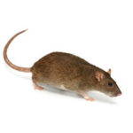 Norway rat identification from Batzner Pest Control in Wisconsin - Serving New Berlin, Green Bay, Milwaukee, Madison, Racine and surrounding areas