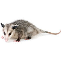Opossum control at Batzner Pest Control in Wisconsin - Serving New Berlin, Green Bay, Milwaukee, Madison, Racine and surrounding areas