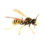 Paper wasp control at Batzner Pest Control in Wisconsin - Serving New Berlin, Green Bay, Milwaukee, Madison, Racine and surrounding areas