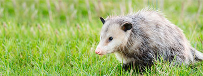 Opossum control and removal - Batzner Pest Control in Wisconsin