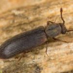 A powderpost beetle in Wisconsin - Batzner Pest Control