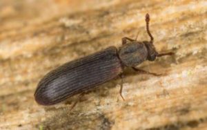 A powderpost beetle in Wisconsin - Batzner Pest Control