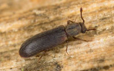 A powderpost beetle in Wisconsin - Batzner Pest Control