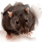 Mice are a common commercial pest in New Berlin WI - Batzner Pest Control