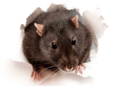 How Do Exterminators Get Rid Of Mice