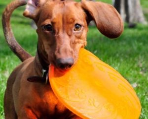 wiener dog with frisbee