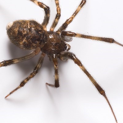 House Spider Control Services - House Spider Exterminators