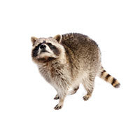 Raccoon control at Batzner Pest Control in Wisconsin - Serving New Berlin, Green Bay, Milwaukee, Madison, Racine and surrounding areas