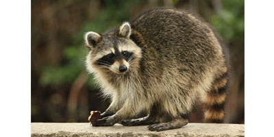 Raccoon control and removal - Batzner Pest Control in Wisconsin