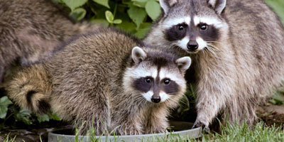 Raccoon control and prevention - Batzner Pest Control in Wisconsin
