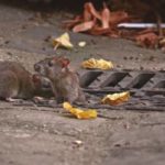 Rats in Wisconsin - Batzner Pest Control