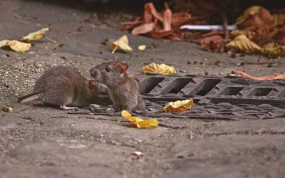 Rats in Wisconsin - Batzner Pest Control