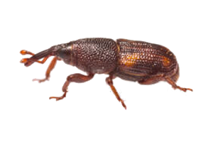 Rice weevil control and removal - Batzner Pest Control in Wisconsin