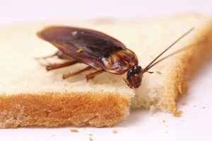 Cockroaches can contaminate food - Expert cockroach extermination, control, and removal services by Batzner Pest Control - Serving New Berlin, Oshkosh, Green Bay, Madison, Racine, and surrounding areas