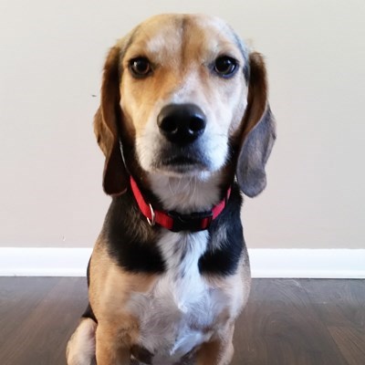 bed bug sniffing dogs near me