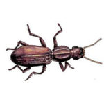 Sawtooth and merchant grain beetle control at Batzner Pest Control in Wisconsin - Serving New Berlin, Green Bay, Milwaukee, Madison, Racine and surrounding areas