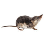 Shrew control at Batzner Pest Control in Wisconsin - Serving New Berlin, Green Bay, Milwaukee, Madison, Racine and surrounding areas
