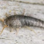 A silverfish in Wisconsin - Batzner Pest Control