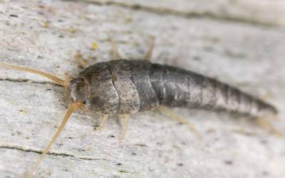 A silverfish in Wisconsin - Batzner Pest Control