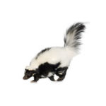 Skunk control at Batzner Pest Control in Wisconsin - Serving New Berlin, Green Bay, Milwaukee, Madison, Racine and surrounding areas
