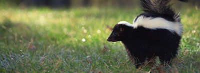Skunk control and removal - Batzner Pest Control in Wisconsin