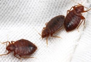 closeup of three bed bugs on mattress cover