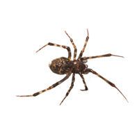 Wolf Spider Identification, Habits & Behavior