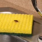 Cockroach invades a home in Wisconsin - Batzner Pest Control