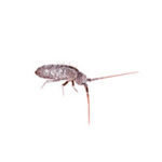 Springtail control at Batzner Pest Control in Wisconsin - Serving New Berlin, Green Bay, Milwaukee, Madison, Racine and surrounding areas
