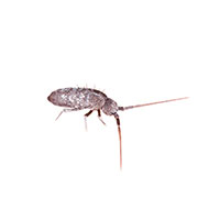 The Summer of Springtails in Wisconsin