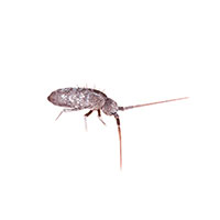 How to Get Rid of Springtail Bugs in MA, CT, RI, ME, NH, VT