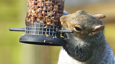 Squirrel prevention and removal services - Batzner Pest Control in Wisconsin