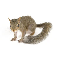 Squirrel Removal  Wildlife Control Experts in New York & Vermont
