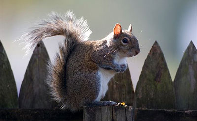 Squirrel control and removal services - Batzner Pest Control in Wisconsin