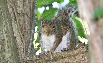 Squirrel prevention and removal services - Batzner Pest Control in Wisconsin