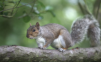 Squirrel control and removal services - Batzner Pest Control in Wisconsin