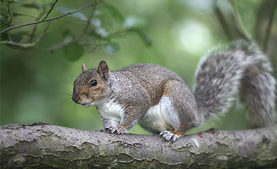 Squirrel Removal Services - Get Rid of Squirrels in Milwaukee