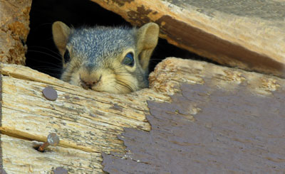 Squirrel prevention and removal services - Batzner Pest Control in Wisconsin