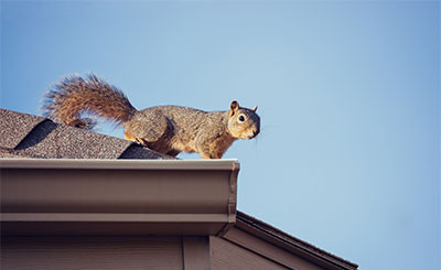 Squirrel control and removal services - Batzner Pest Control in Wisconsin