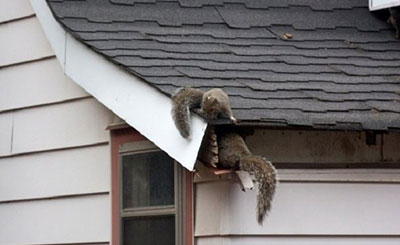 Squirrel prevention and removal services - Batzner Pest Control in Wisconsin