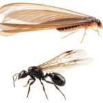 How termites (above) and carpenter ants (below) look in Wisconsin - Batzner Pest Control