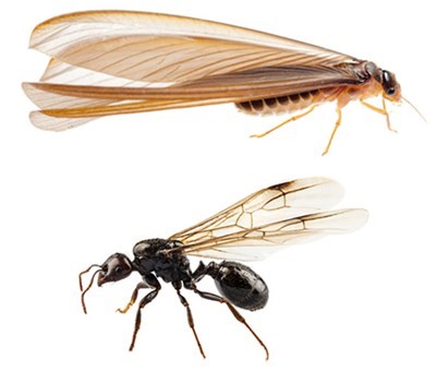 How termites (above) and carpenter ants (below) look in Wisconsin - Batzner Pest Control