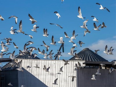 bird control el centro