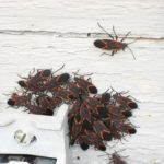swarm of boxelder bugs outside of wisconsin house