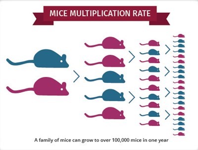 How Efficient Are Different Rodents When Eating?