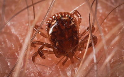 Feeding tick - Tick extermination services in Wisconsin by Batzner Pest Control