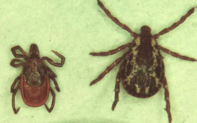 American Dog Tick and Deer Tick control and extermination services in Wisconsin by Batzner Pest Control