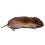 Vole identification and information from Batzner Pest Control in Wisconsin - Serving New Berlin, Green Bay, Milwaukee, Madison, Racine and surrounding areas