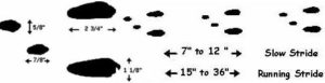 cottontail rabbit tracks and footprints