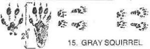 gray squirrel tracks and footprints - wisconsin wild pest identification guide